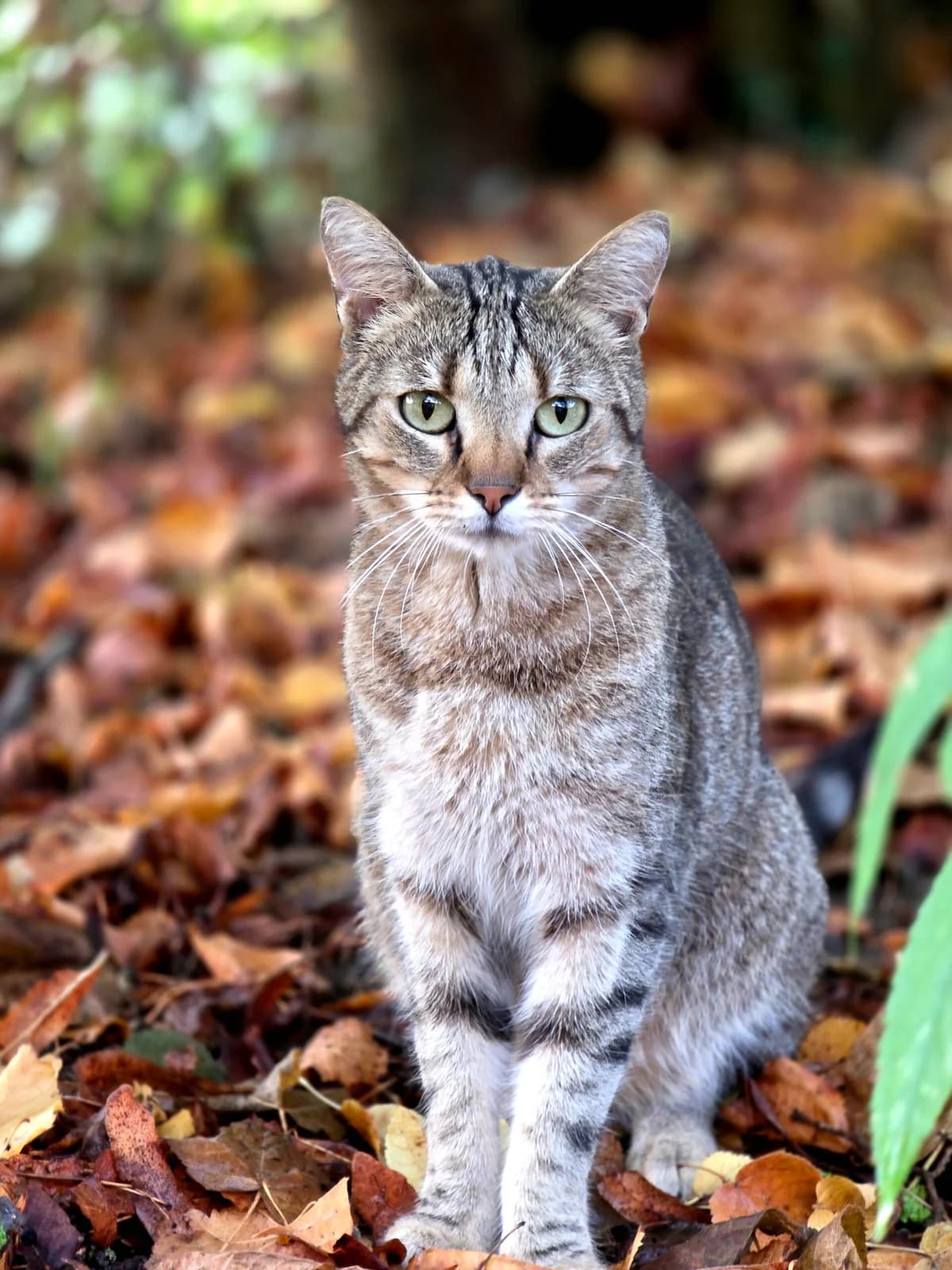 SPOOKY, 4yo European Shorthair for adoption at Agir Pour La Vie Animale, France