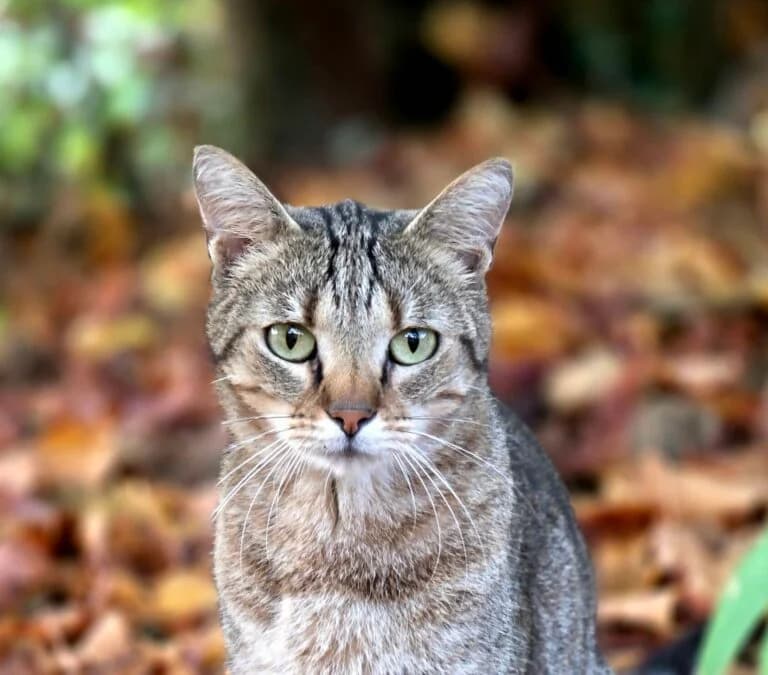 SPOOKY, male 4yo European Shorthair for adoption at AVA Refuge — Agir pour la Vie Animale
