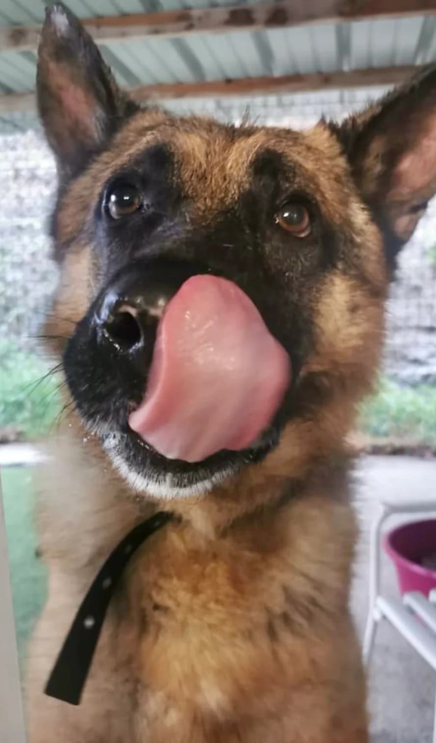 MOUTCHO, 3yo German Shepherd for adoption at AVSA - Fourrière - Refuge, Roquebrune-sur-Argens