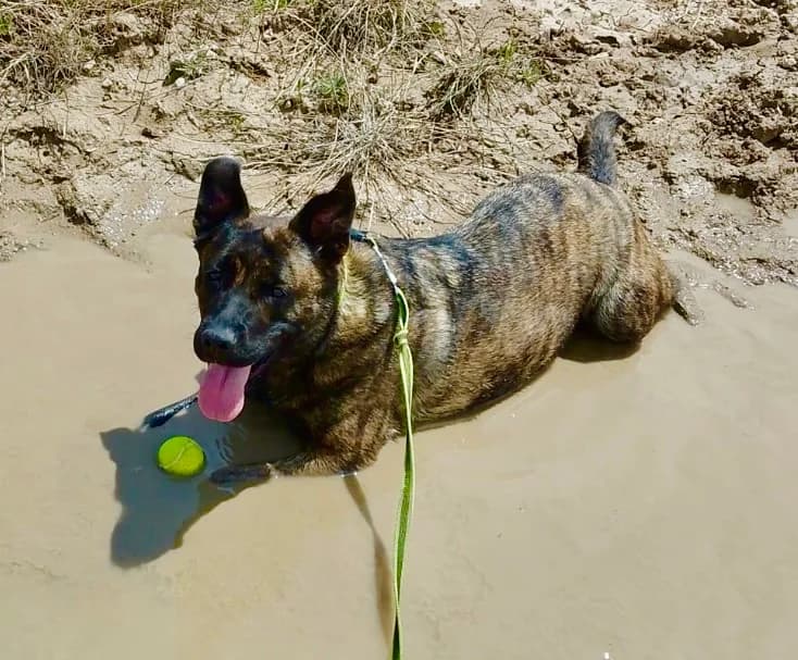 SHENZI, male 4yo Mixed Breed for adoption at AVSA - Fourrière - Refuge, Roquebrune-sur-Argens