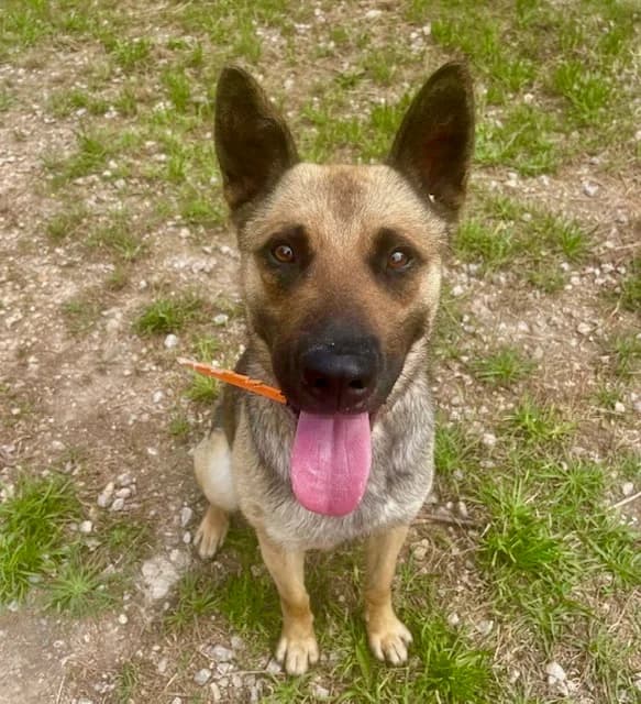 OLIE, male Mixed Breed for adoption at AVSA - Fourrière - Refuge, Roquebrune-sur-Argens