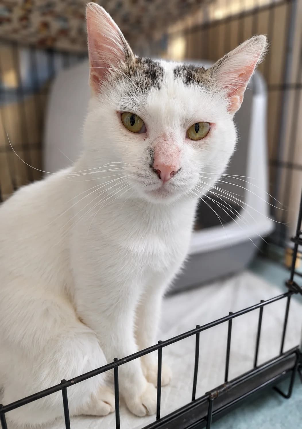 Flocon, male Mixed Breed for adoption at Au Bonheur des Bêtes