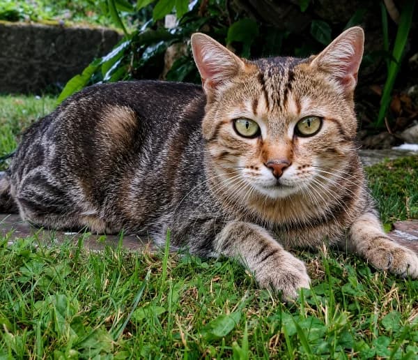Dutch, male young Mixed Breed for adoption at Au Bonheur des Bêtes