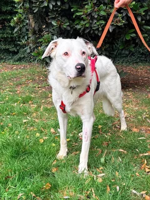 ACE, young Mixed Breed for adoption at Border Line Collie, borderlinecollie
