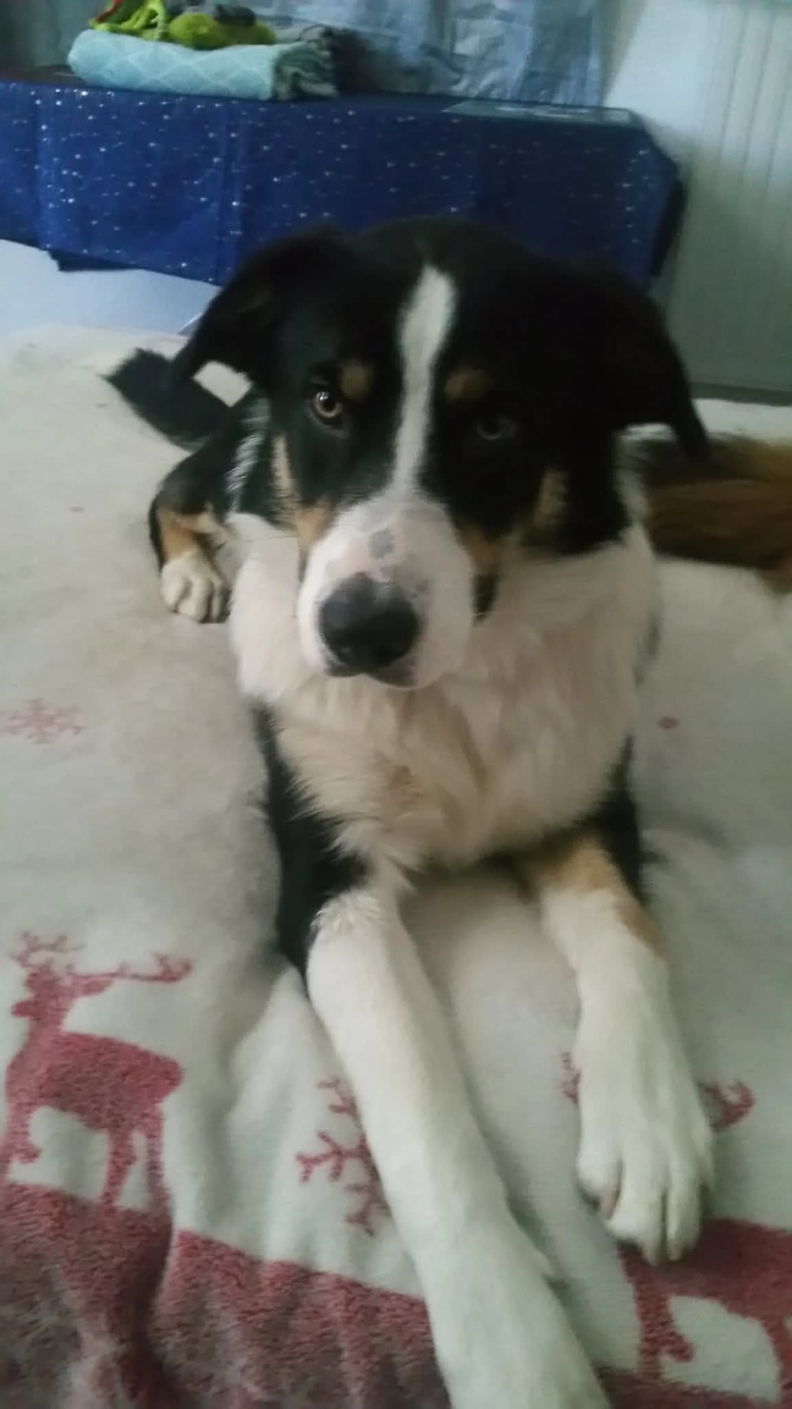 ATLAS, young Mixed Breed for adoption at Border Line Collie, borderlinecollie