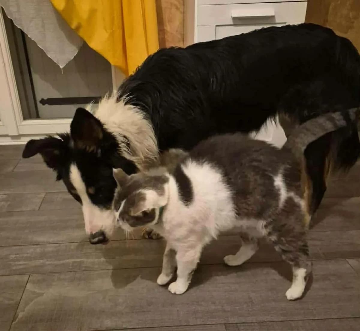 Axis, young Mixed Breed for adoption at Border Line Collie, borderlinecollie