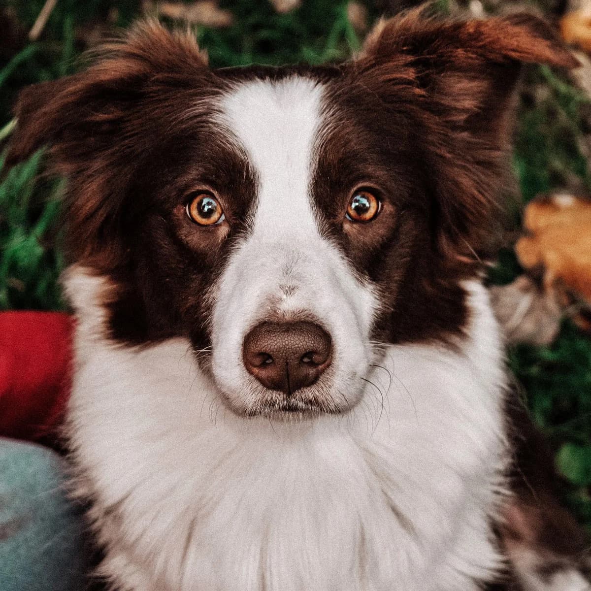 BAILEY, 5yo Mixed Breed for adoption at Border Line Collie, borderlinecollie