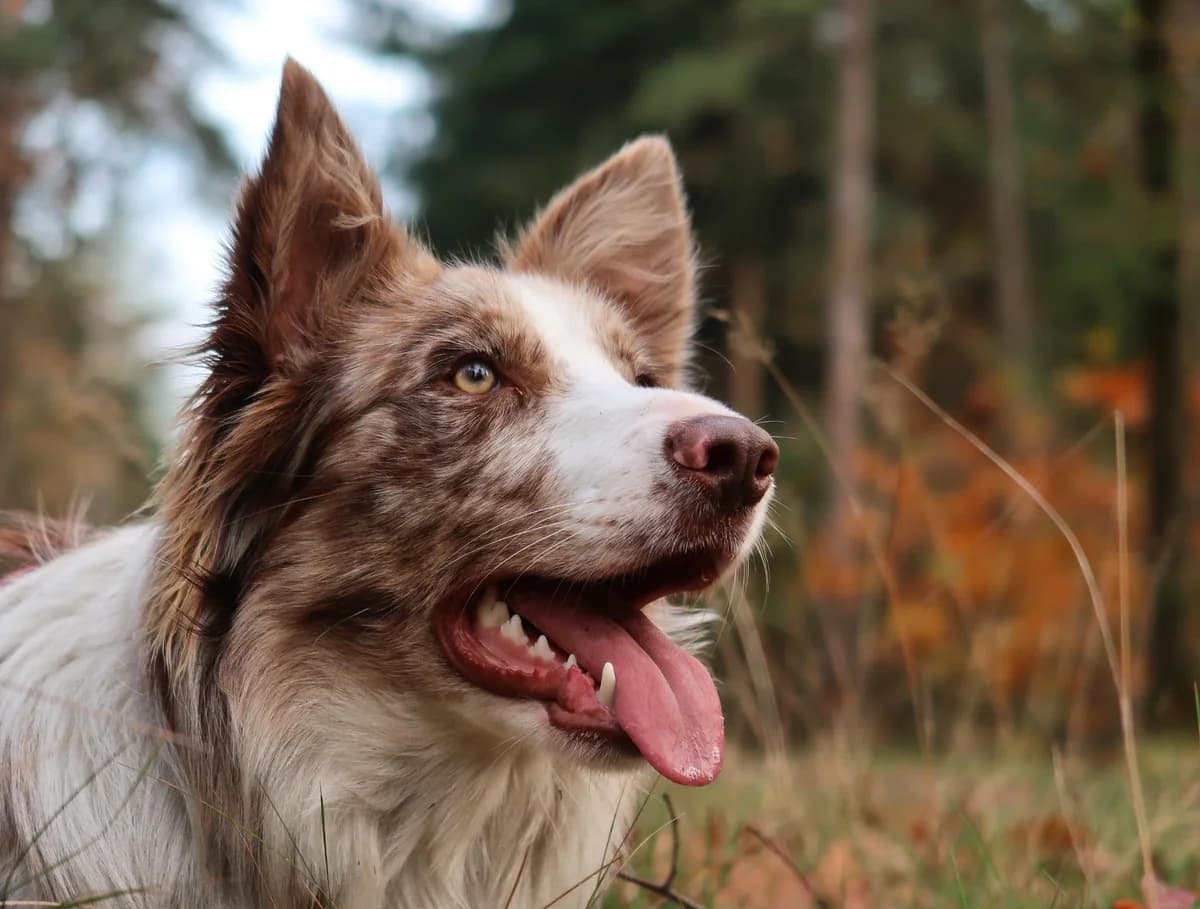 BENJI, 4yo Mixed Breed for adoption at Border Line Collie, borderlinecollie