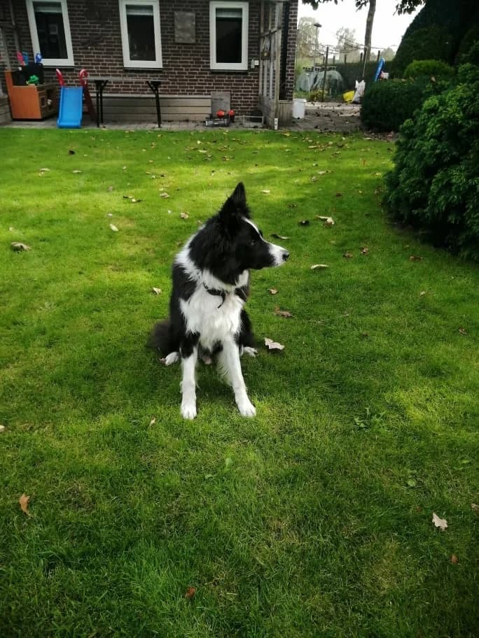 BO (F) 5,5 ans, en adoption par BorderLineCollie 0844435676, 5yo Mixed Breed for adoption at Border Line Collie, borderlinecollie