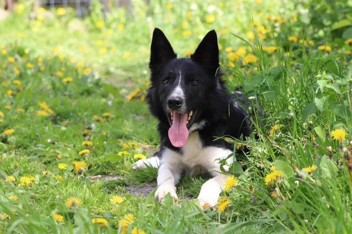 YUKI, young Mixed Breed for adoption at Border Line Collie, borderlinecollie