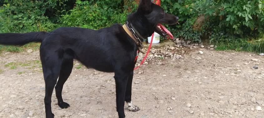 CHOUPETTE, young Mixed Breed for adoption at Border Line Collie, borderlinecollie