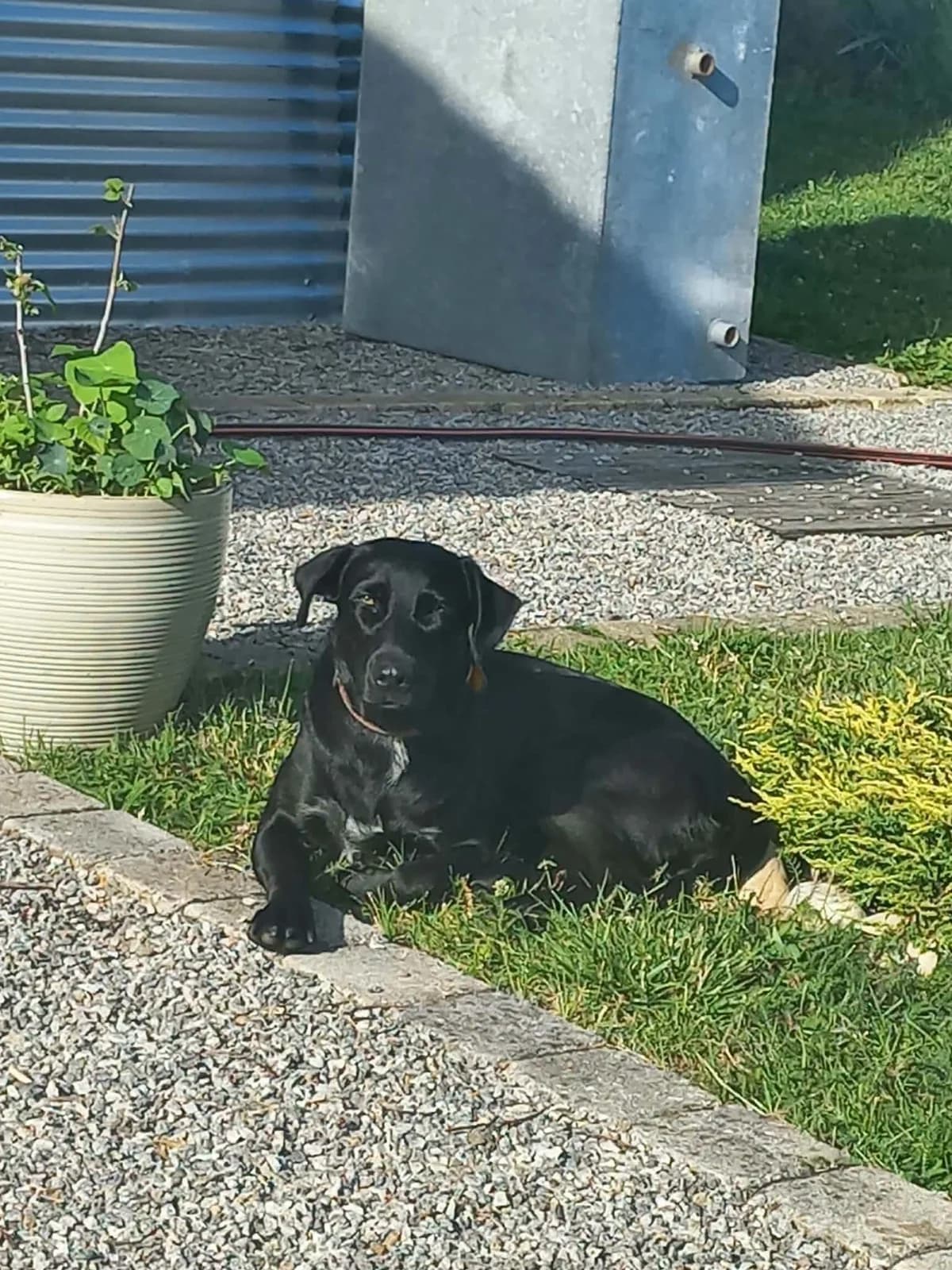 CLEO, 3yo Mixed Breed for adoption at Border Line Collie, borderlinecollie