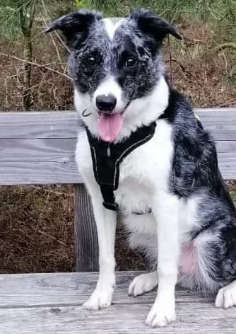 CODY, 6yo Mixed Breed for adoption at Border Line Collie, borderlinecollie