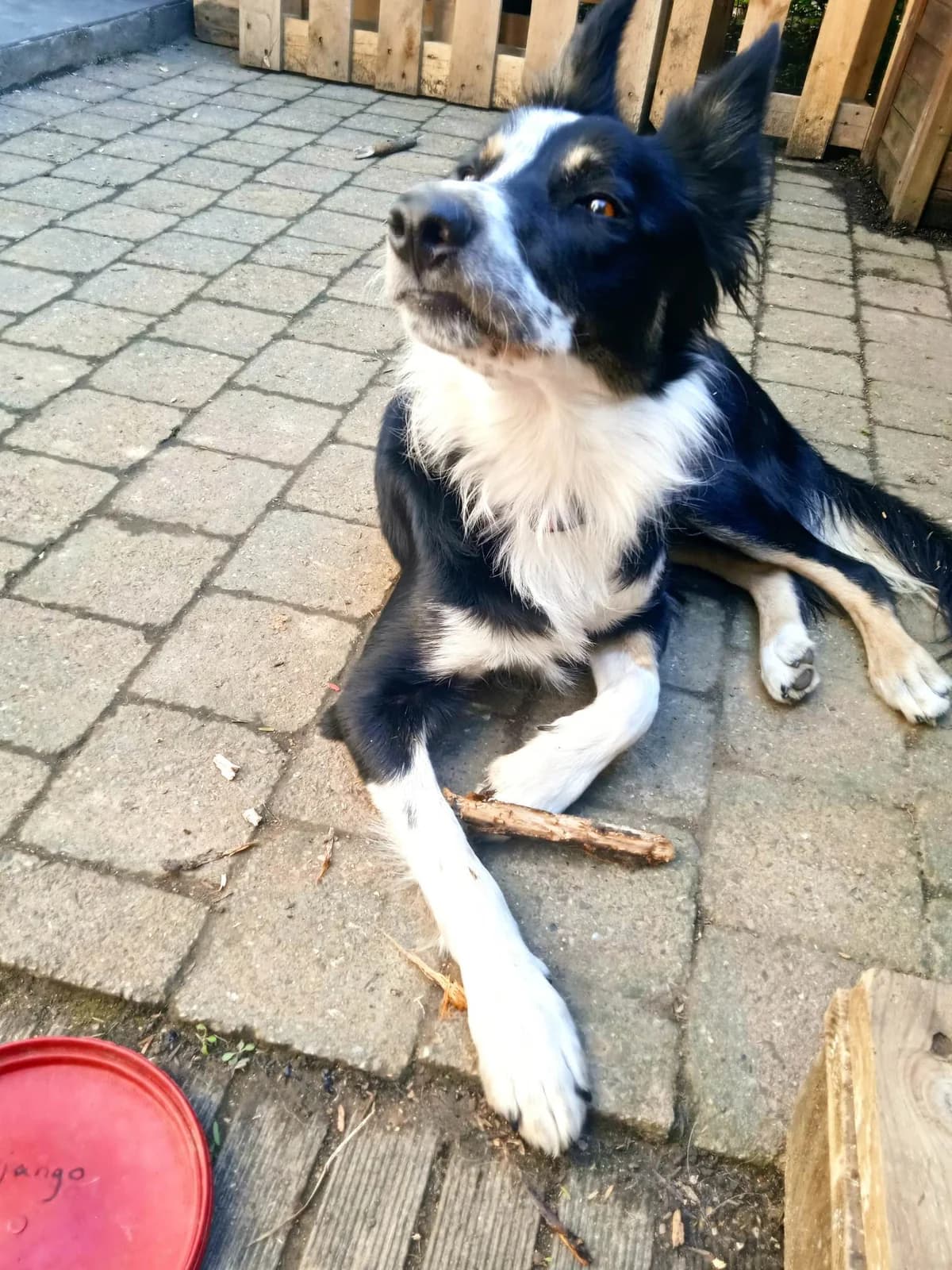 Django, male young Mixed Breed for adoption at Border Line Collie, borderlinecollie