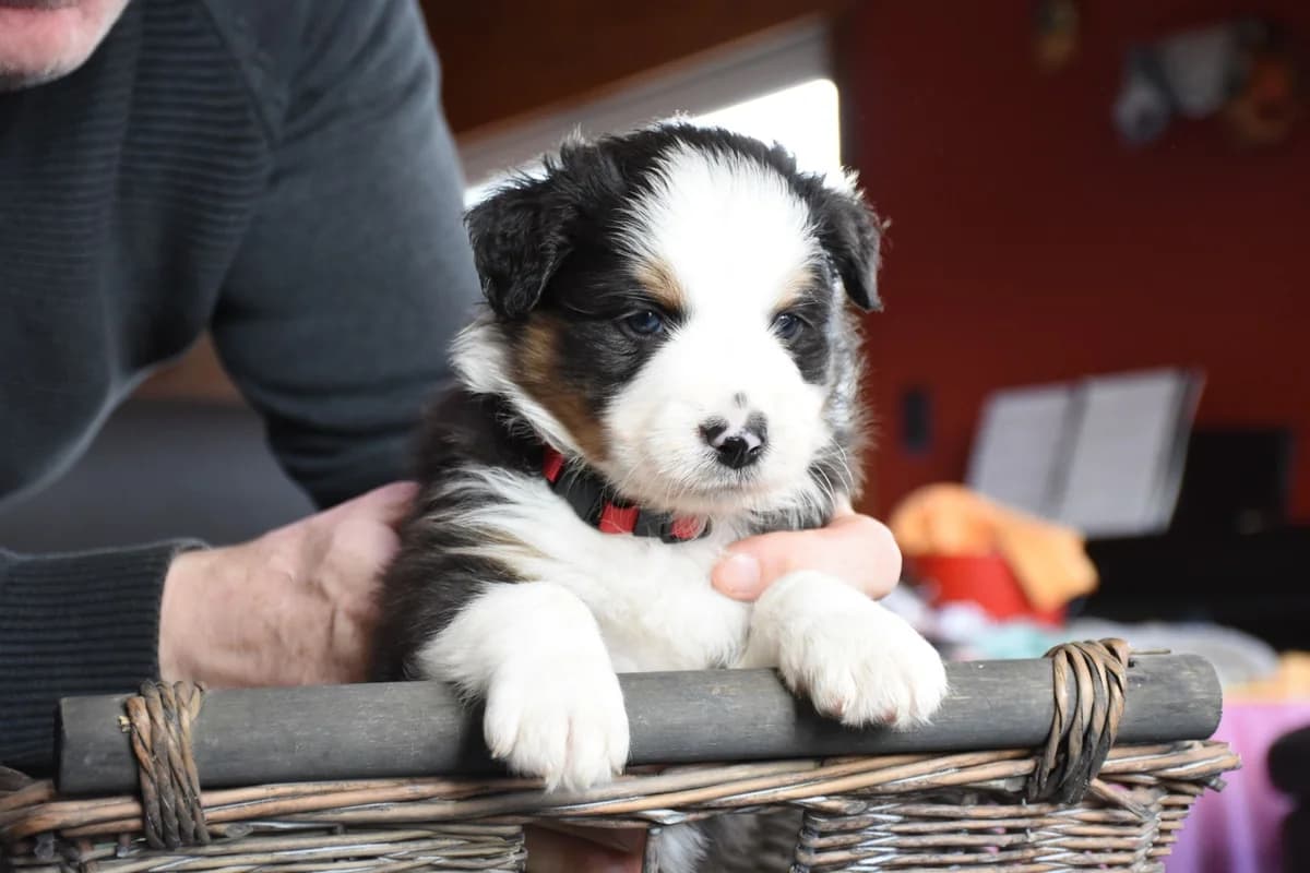 STOP CANDIDATURES, male 3yo Mixed Breed for adoption at Border Line Collie, borderlinecollie