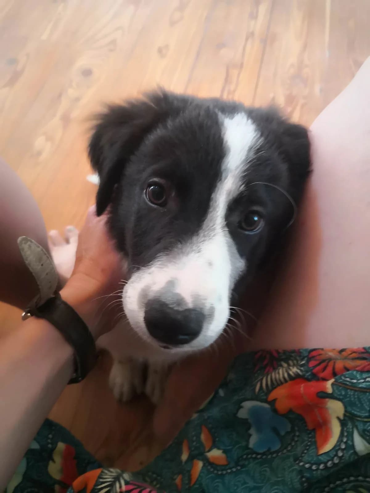 GOJI, puppy Mixed Breed for adoption at Border Line Collie, borderlinecollie