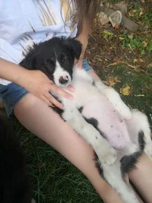 JASMIN, puppy Mixed Breed for adoption at Border Line Collie, borderlinecollie