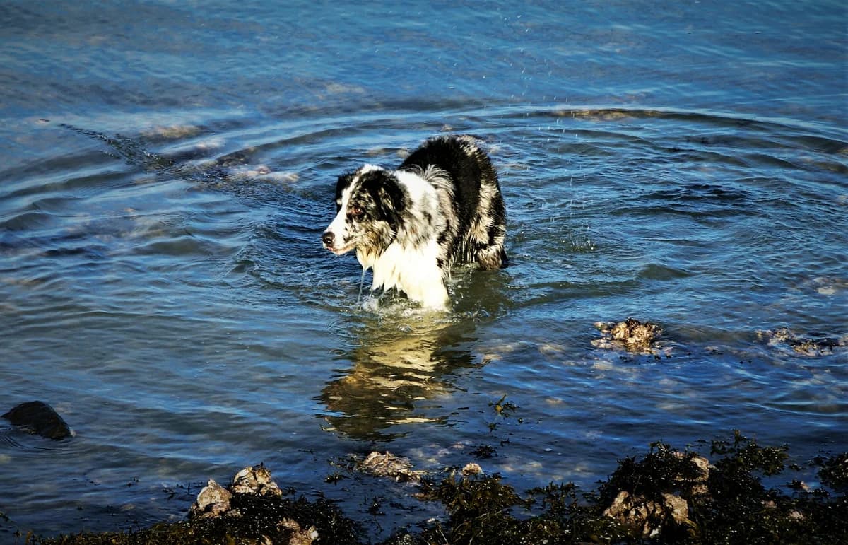 JOEY, young Mixed Breed for adoption at Border Line Collie, borderlinecollie