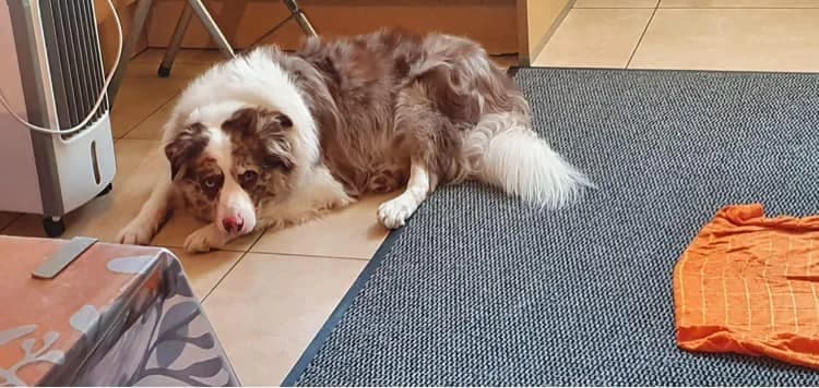 Junior, 5yo Mixed Breed for adoption at Border Line Collie, borderlinecollie