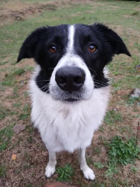 KALA, young Mixed Breed for adoption at Border Line Collie, borderlinecollie