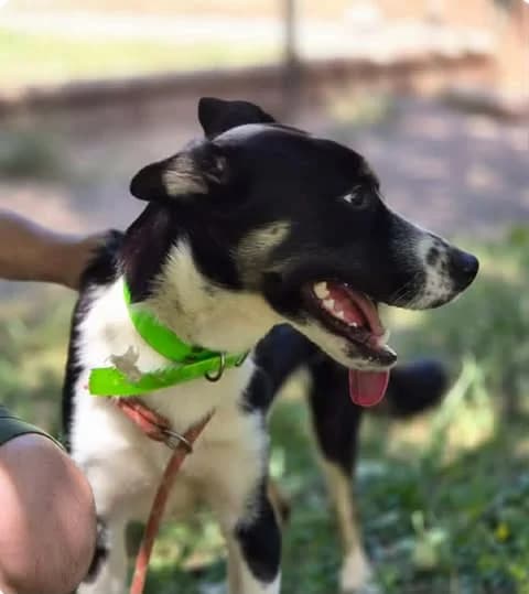 Livay, young Mixed Breed for adoption at Border Line Collie, borderlinecollie