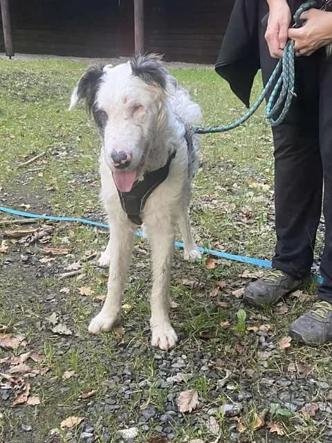 Marcus, puppy Mixed Breed for adoption at Border Line Collie, borderlinecollie