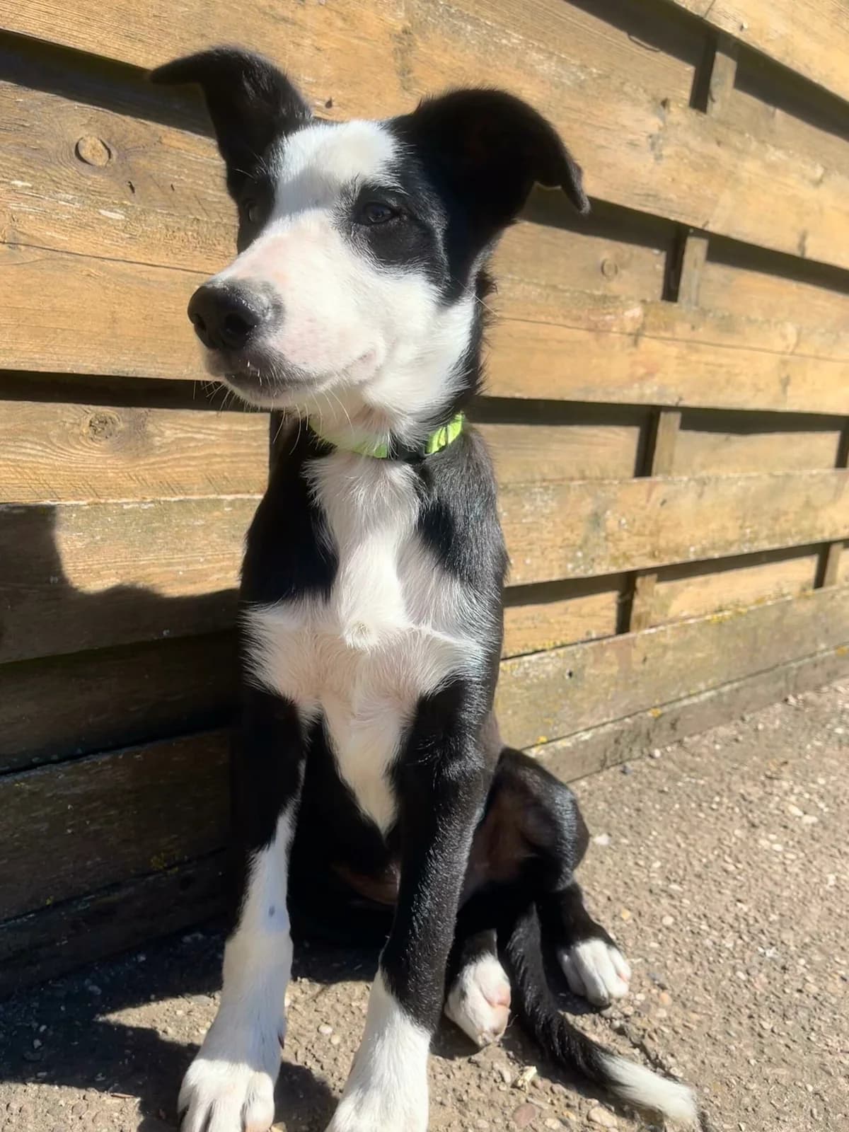 NEO, puppy Mixed Breed for adoption at Border Line Collie, borderlinecollie