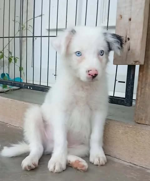 Petit Cœur sourd, puppy Mixed Breed for adoption at Border Line Collie, borderlinecollie