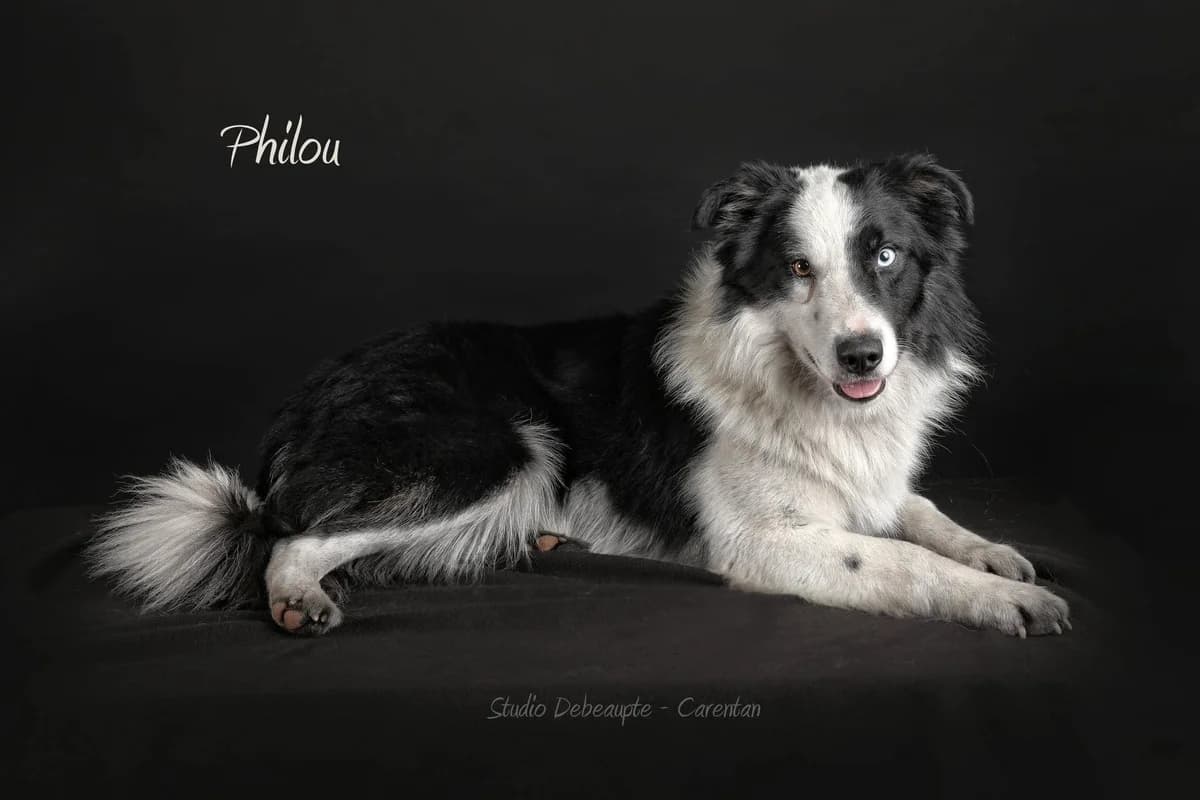 PHILOU, male 4yo Mixed Breed for adoption at Border Line Collie, borderlinecollie