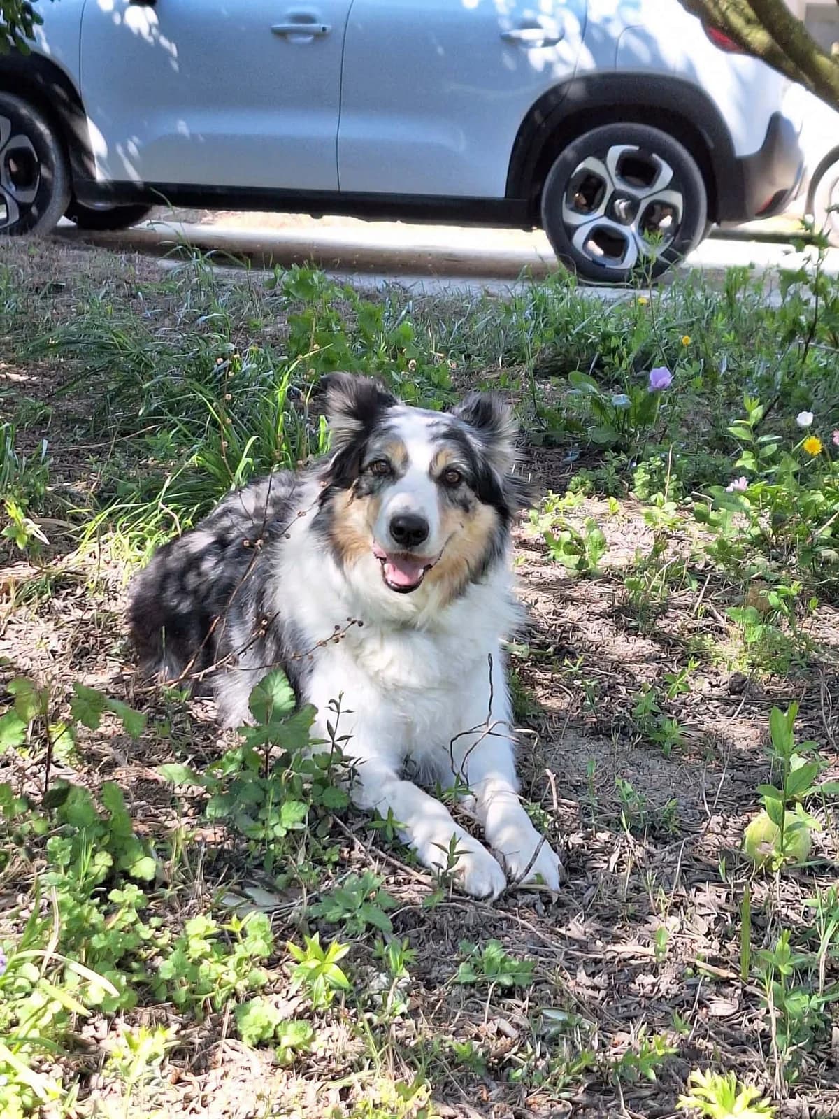 PISTACHE, 7yo Mixed Breed for adoption at Border Line Collie, borderlinecollie