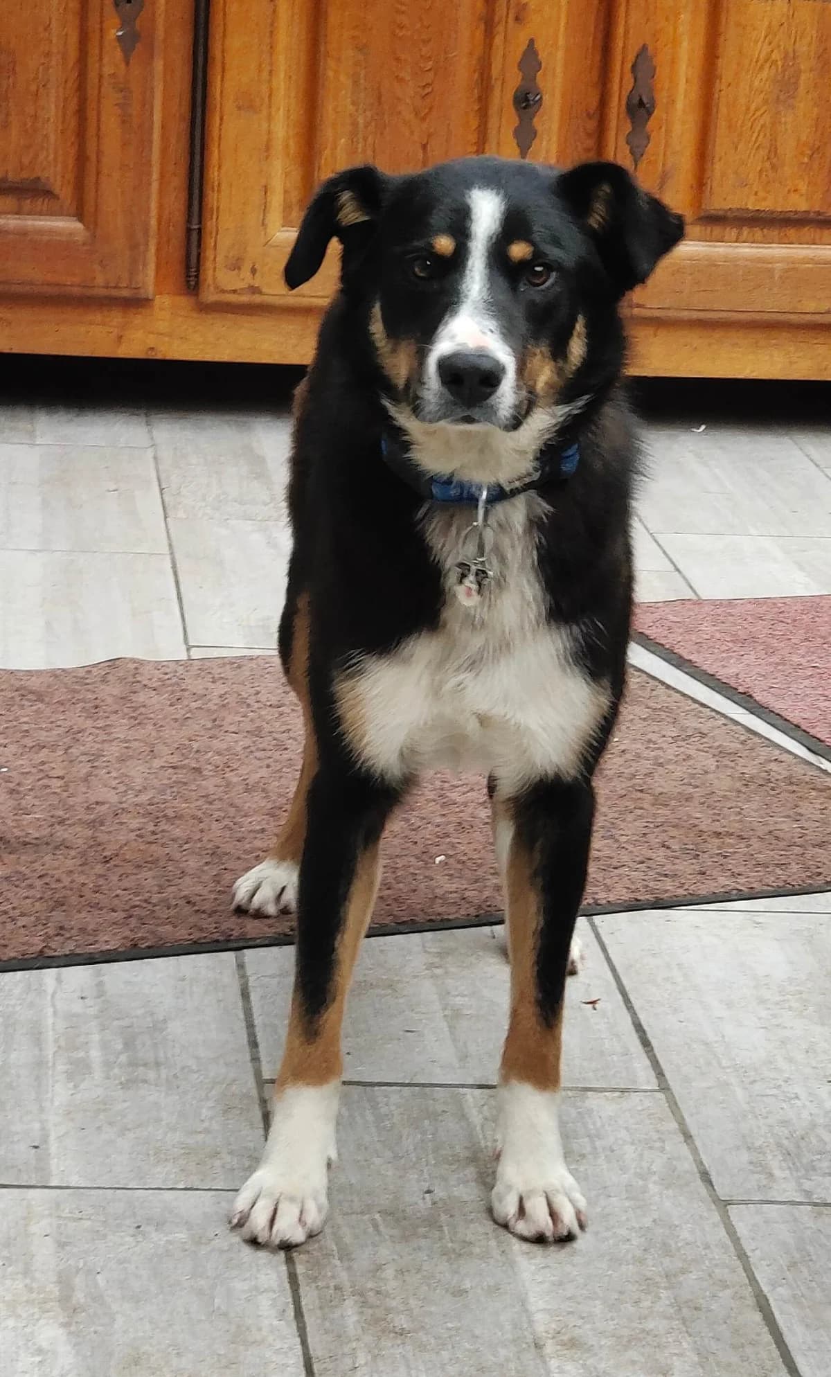 LEO, young Mixed Breed for adoption at Border Line Collie, borderlinecollie
