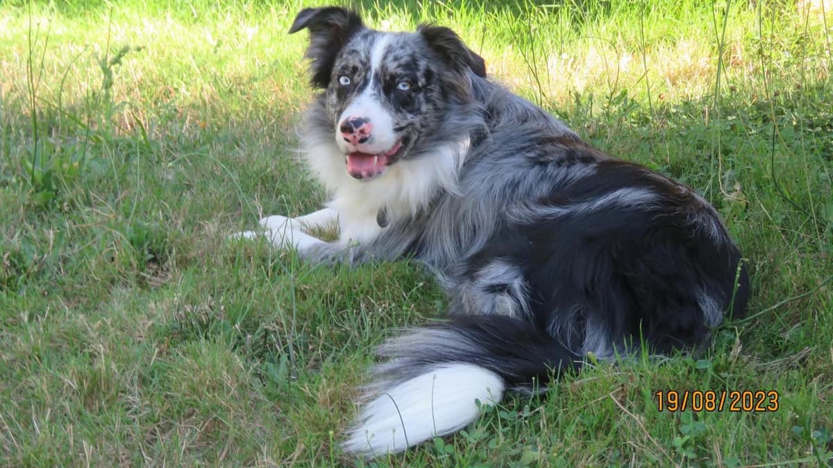 SAM, young Mixed Breed for adoption at Border Line Collie, borderlinecollie