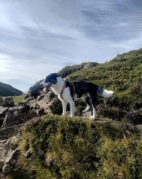 SHADOW, 5yo Mixed Breed for adoption at Border Line Collie, borderlinecollie