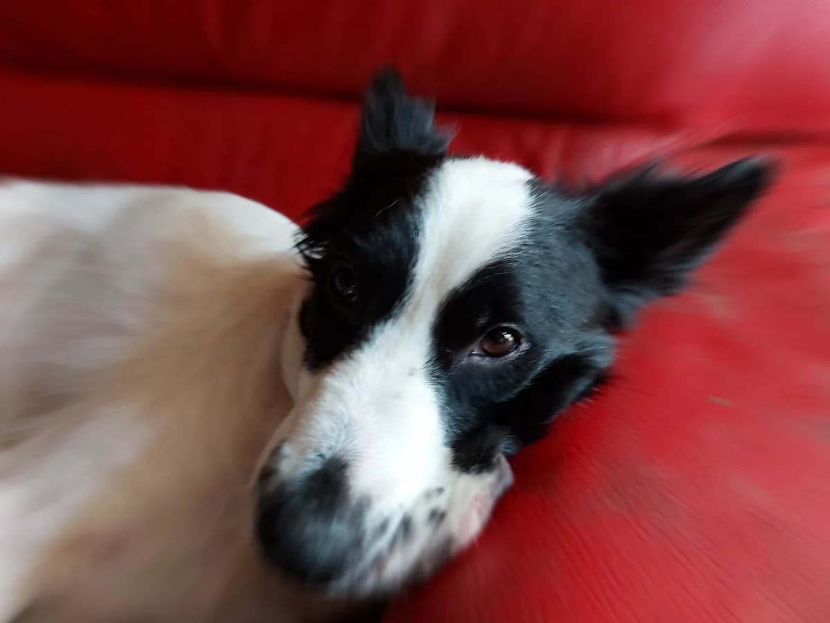 SISKA, young Mixed Breed for adoption at Border Line Collie, borderlinecollie