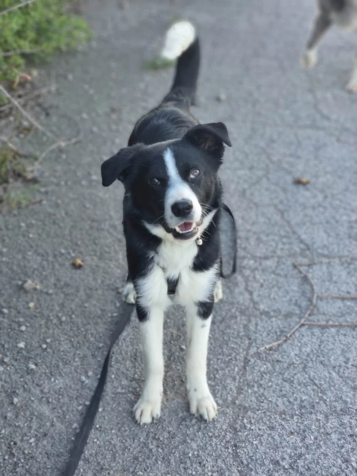 SKY, puppy Mixed Breed for adoption at Border Line Collie, borderlinecollie