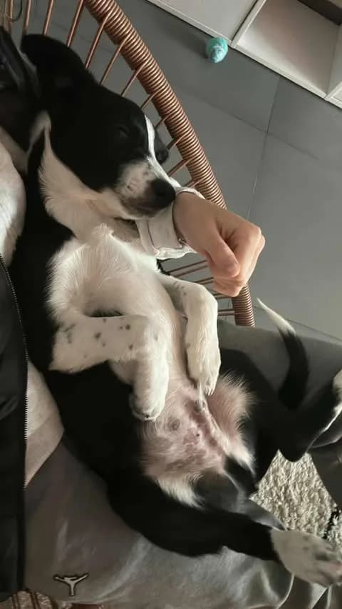 SOS. On doit trouver une famille pour lui avant mercredi. 25 février. Arès, puppy Mixed Breed for adoption at Border Line Collie, borderlinecollie