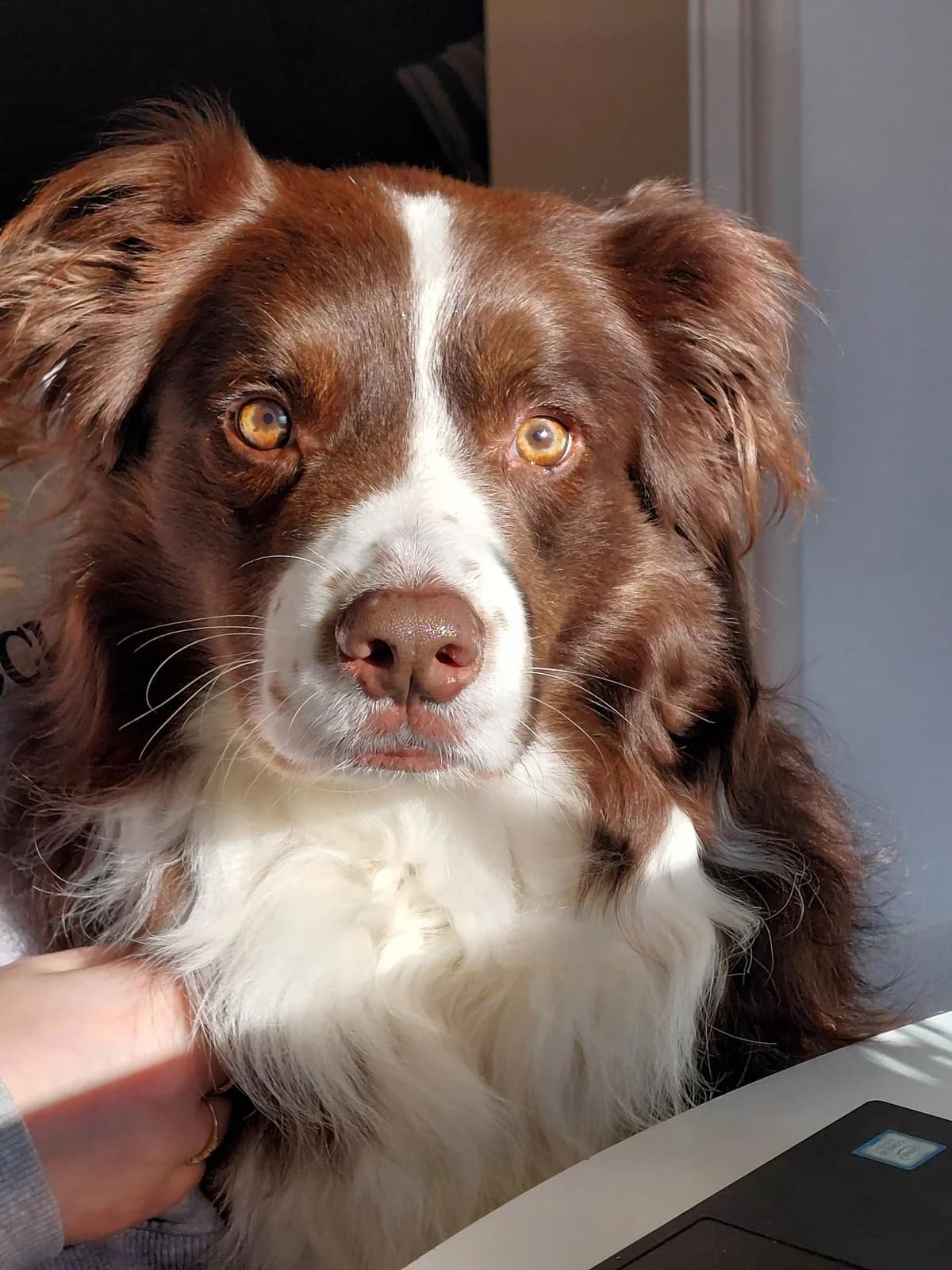 SPIKE, 6yo Mixed Breed for adoption at Border Line Collie, borderlinecollie