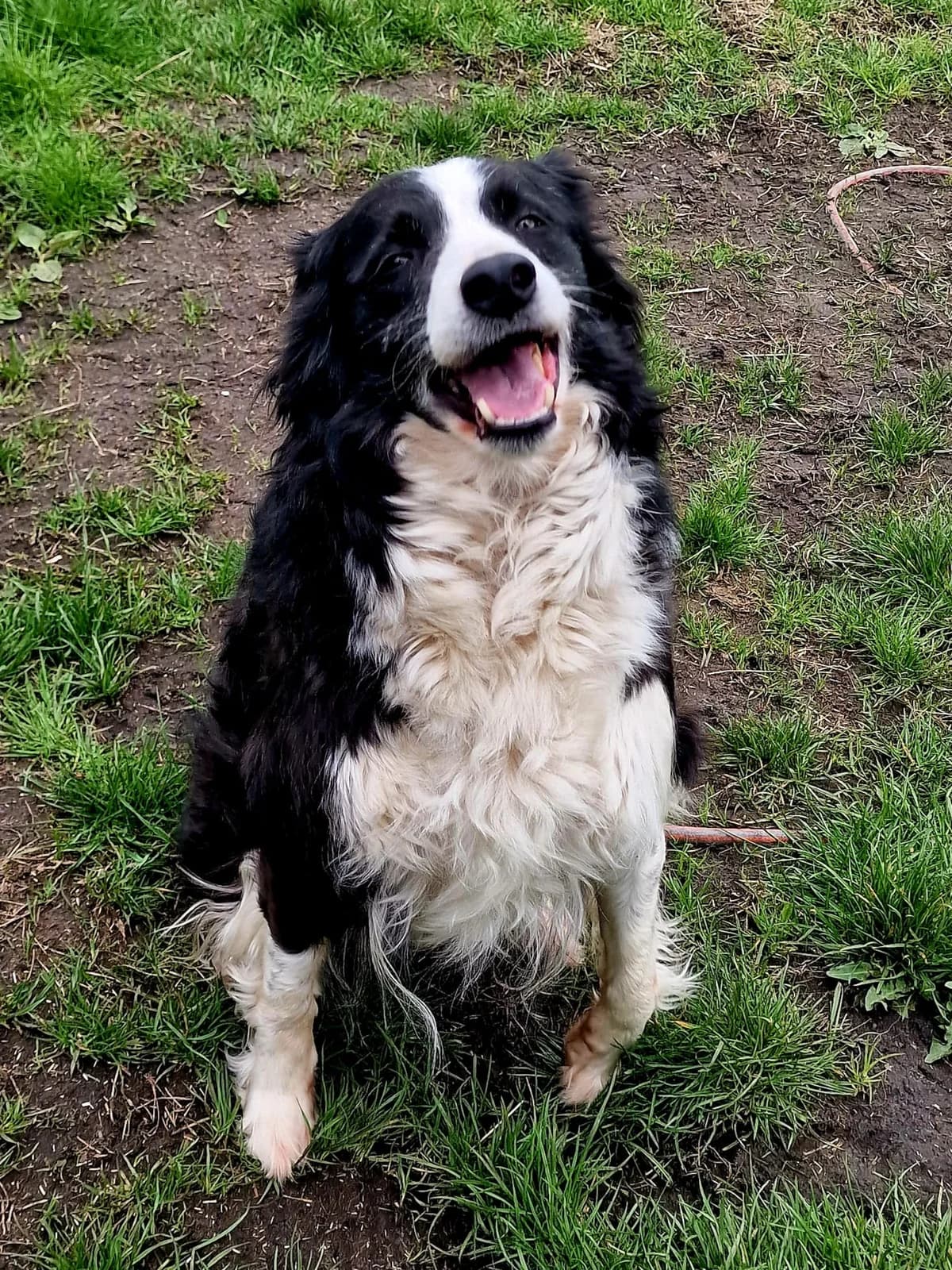 Susk, senior Mixed Breed for adoption at Border Line Collie, borderlinecollie