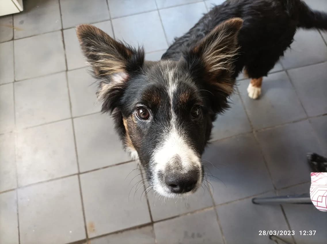 TITOUAN, male puppy Mixed Breed for adoption at Border Line Collie, borderlinecollie