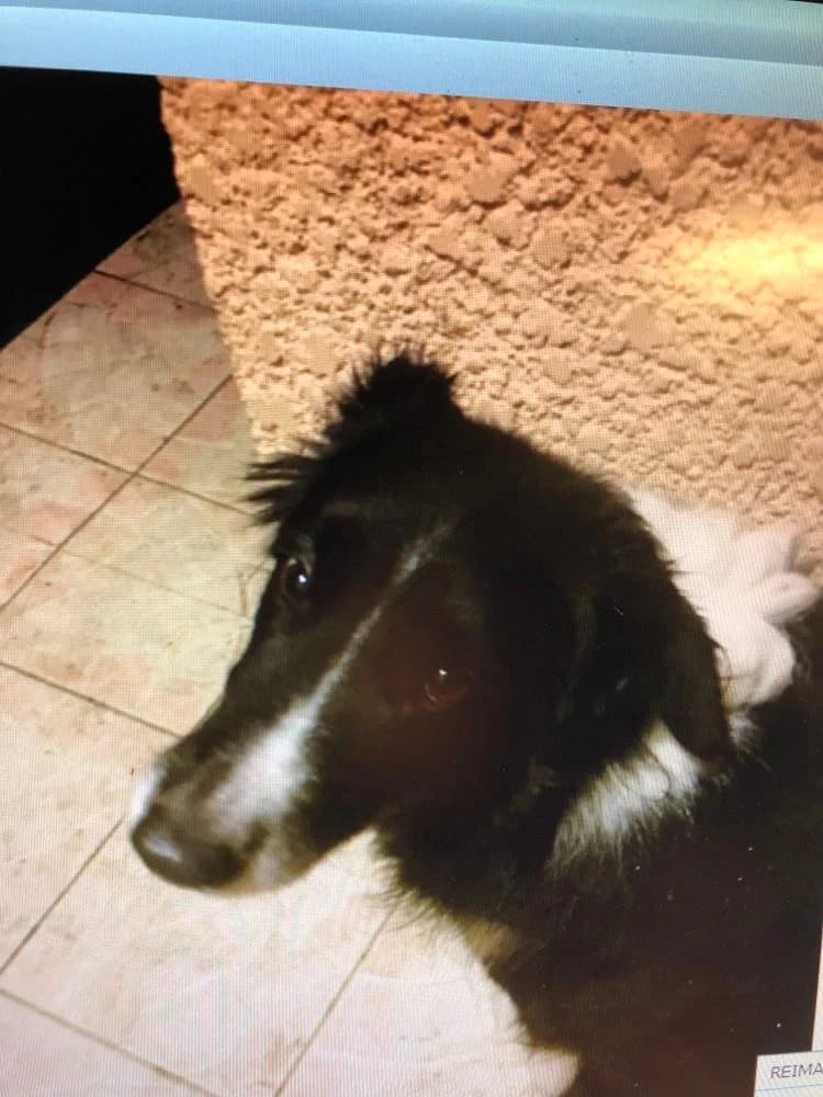 TOM, 6yo Mixed Breed for adoption at Border Line Collie, borderlinecollie