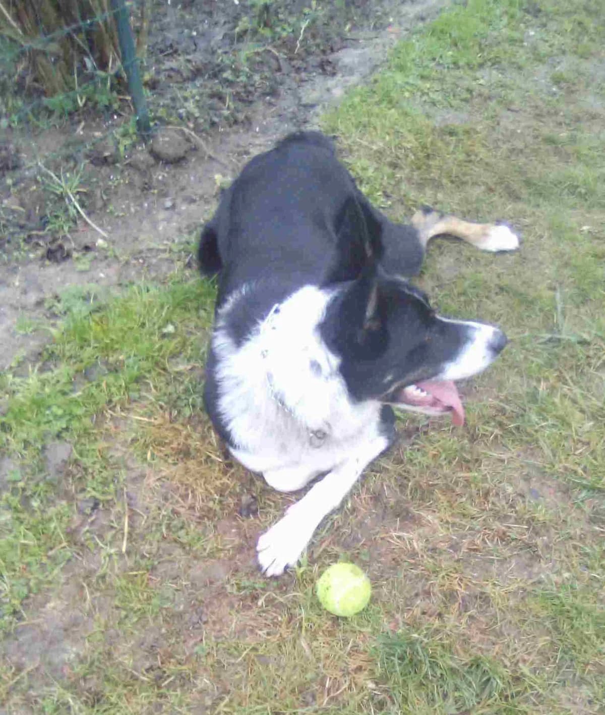 TOM, young Mixed Breed for adoption at Border Line Collie, borderlinecollie