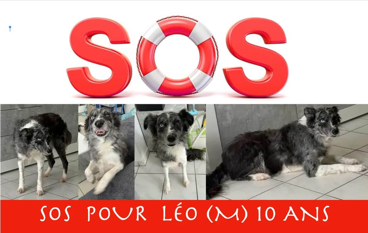 TRÈS URGENT, male senior Mixed Breed for adoption at Border Line Collie, borderlinecollie