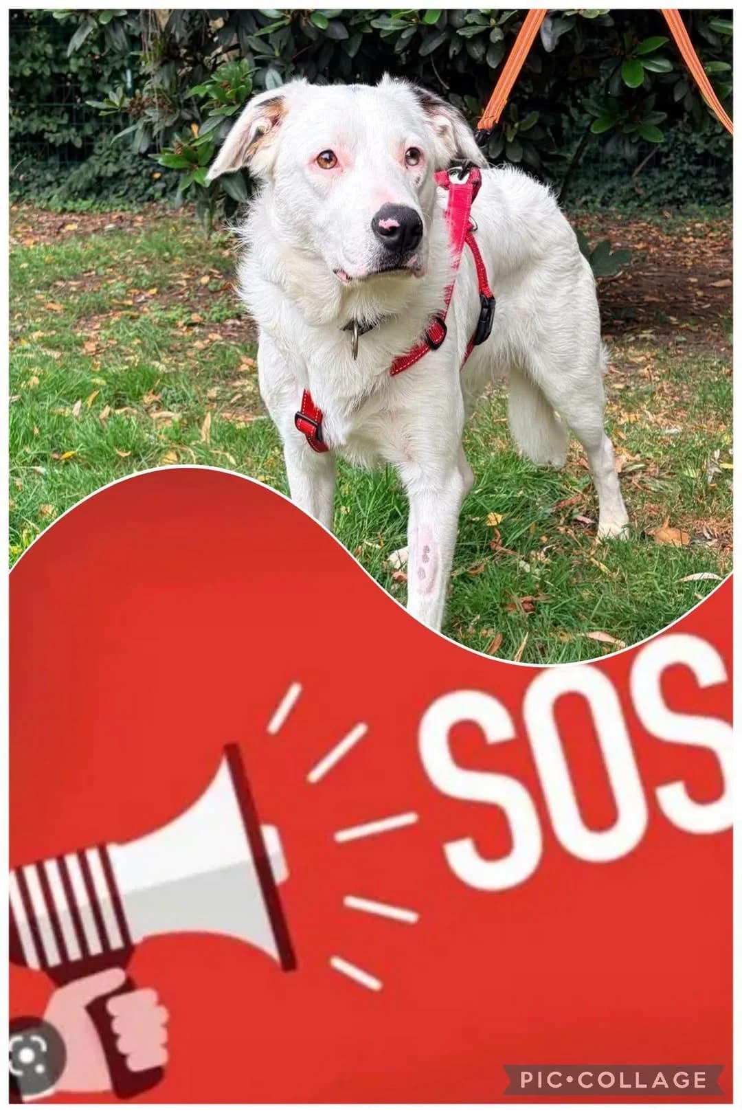 URGENCE ABSOLUE POUR ACE — UN COEUR DE POT DE COLLE À SAUVER, young Mixed Breed for adoption at Border Line Collie, borderlinecollie