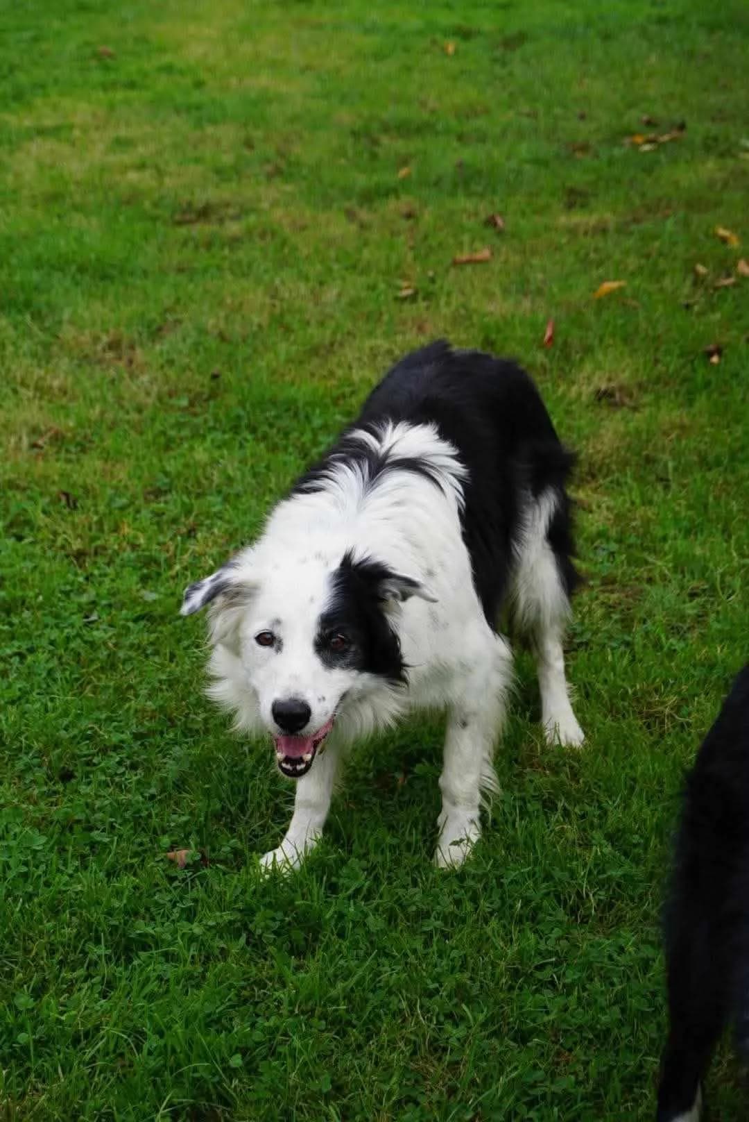 URGENT, senior Mixed Breed for adoption at Border Line Collie, borderlinecollie