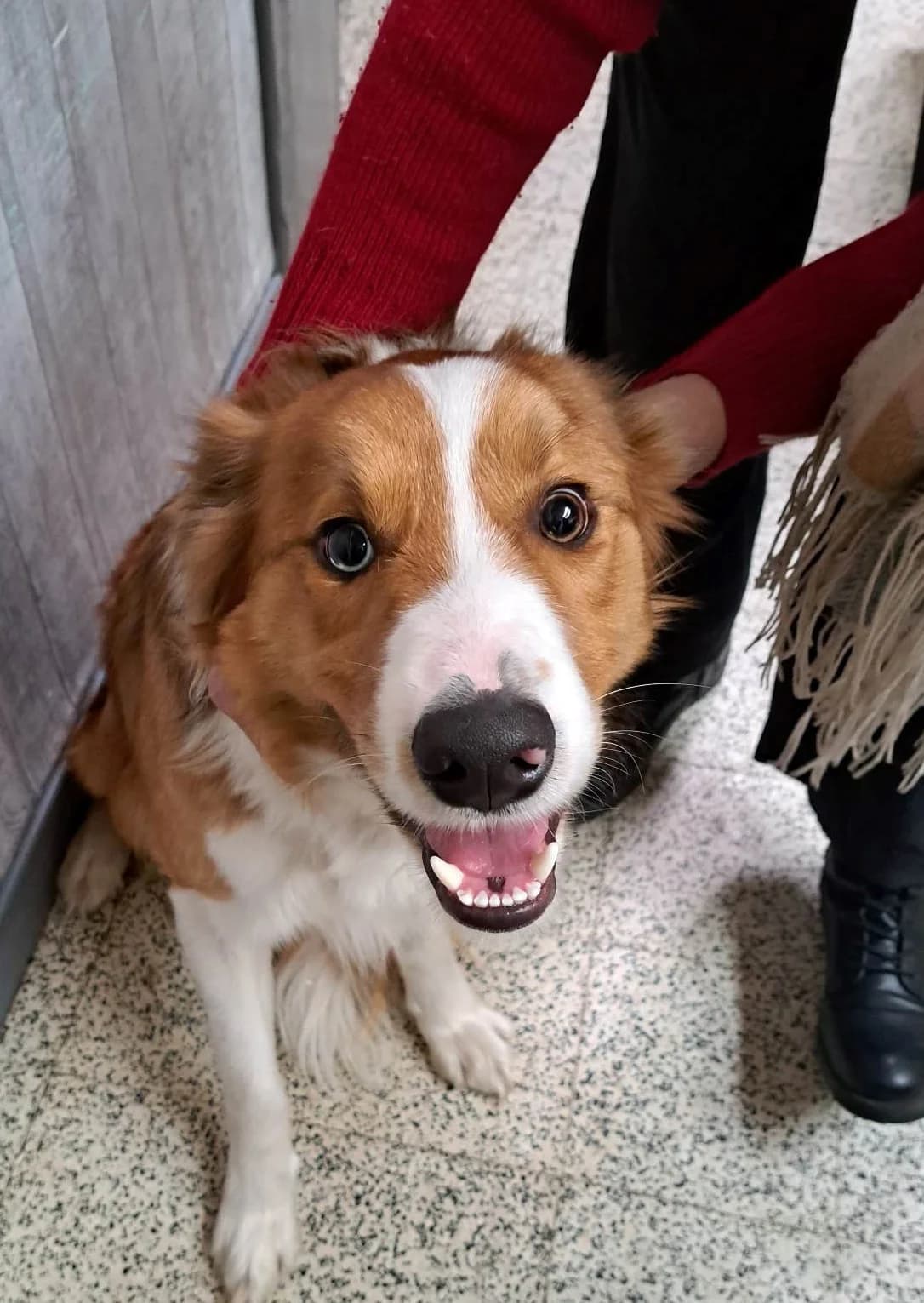 URGENT, young Mixed Breed for adoption at Border Line Collie, borderlinecollie