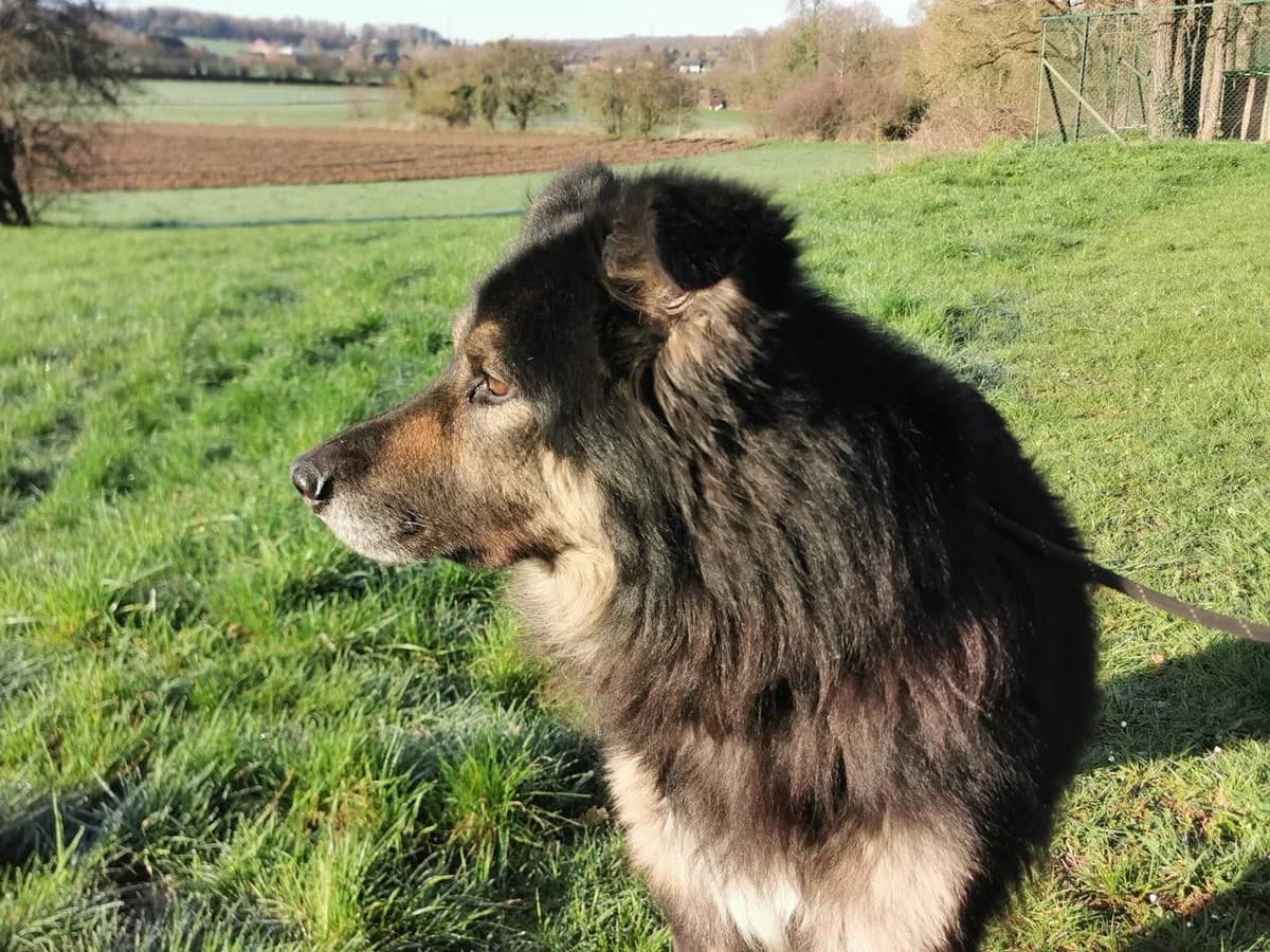 URGENT, senior Mixed Breed for adoption at Border Line Collie, borderlinecollie