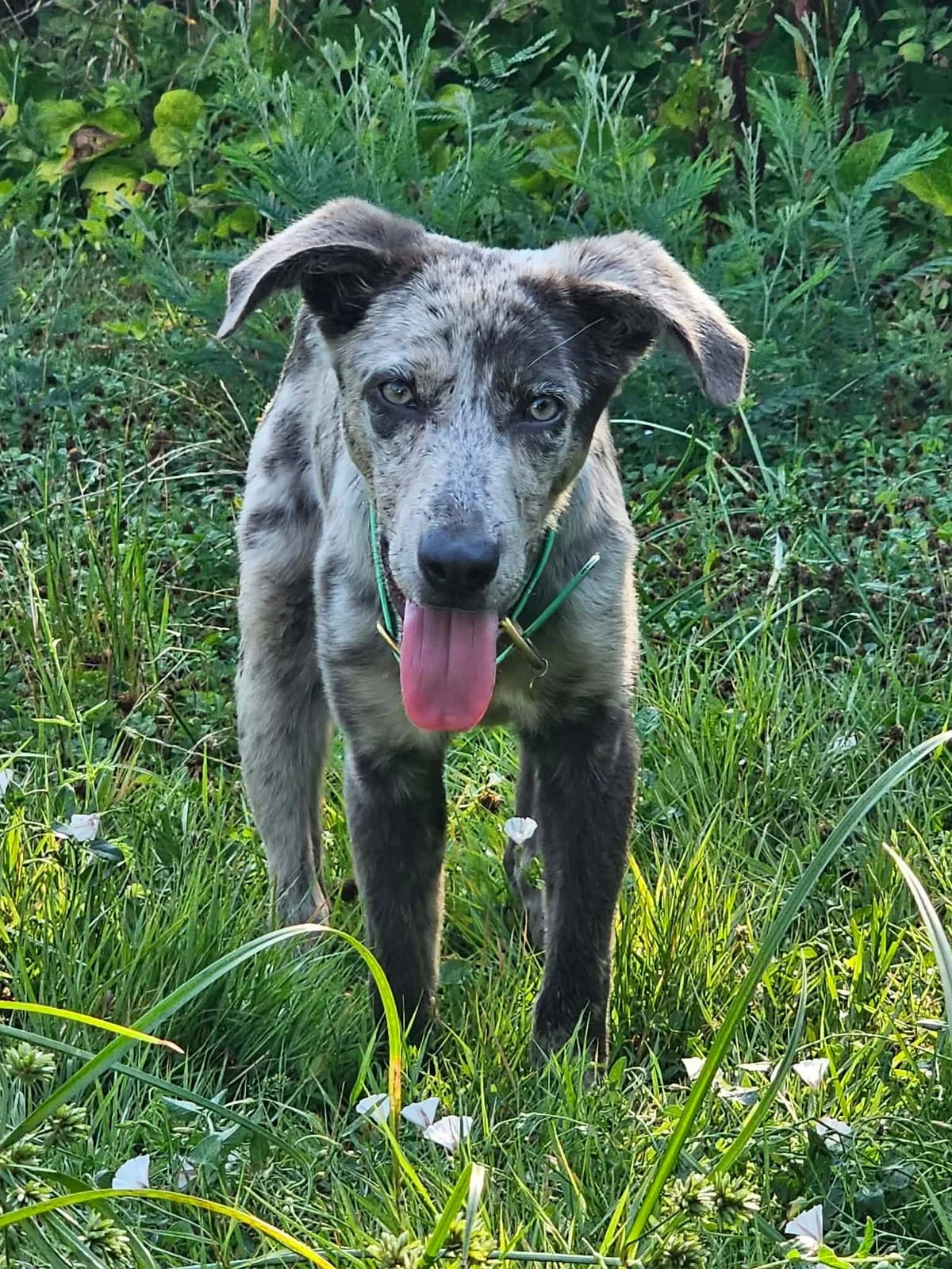 Willoh, puppy Mixed Breed for adoption at Border Line Collie, borderlinecollie