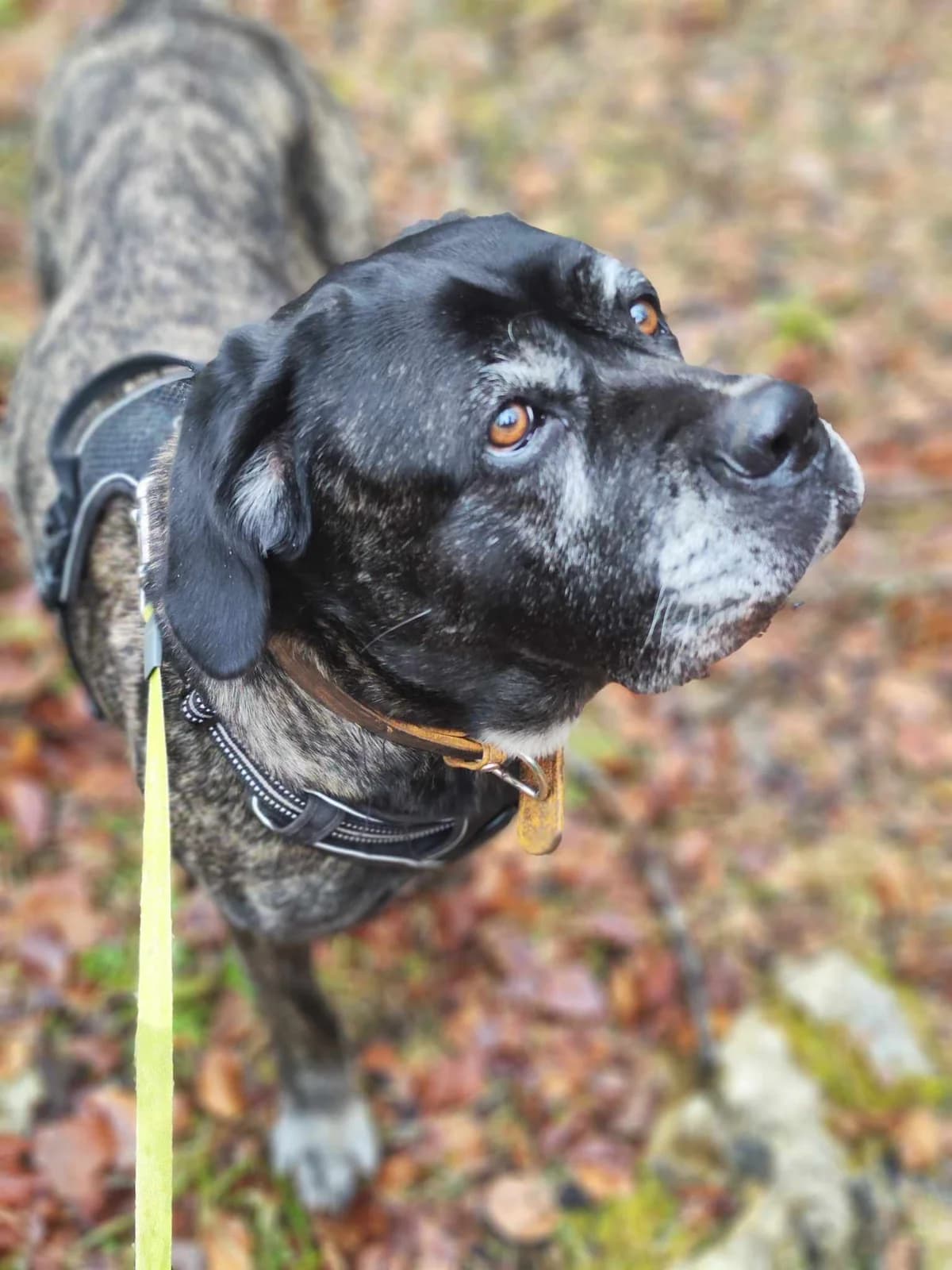Vicky, female senior Mixed Breed for adoption at Brigade Animale Bénévole, brigade animale benevole