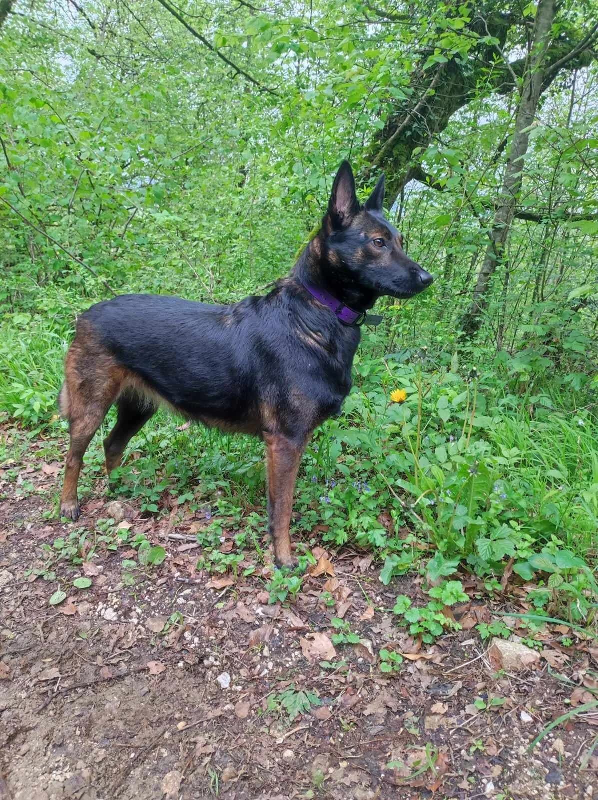 Raiva, female 5yo Mixed Breed for adoption at Brigade Animale Bénévole, brigade animale benevole