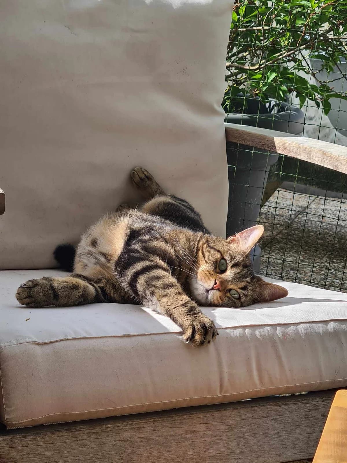 Antoine, male 4yo Mixed Breed for adoption at Brigade Animale Bénévole, brigade animale benevole